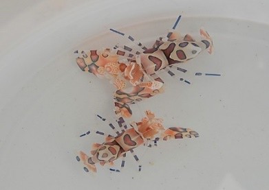 Hymenocera picta / Harlekingarnele